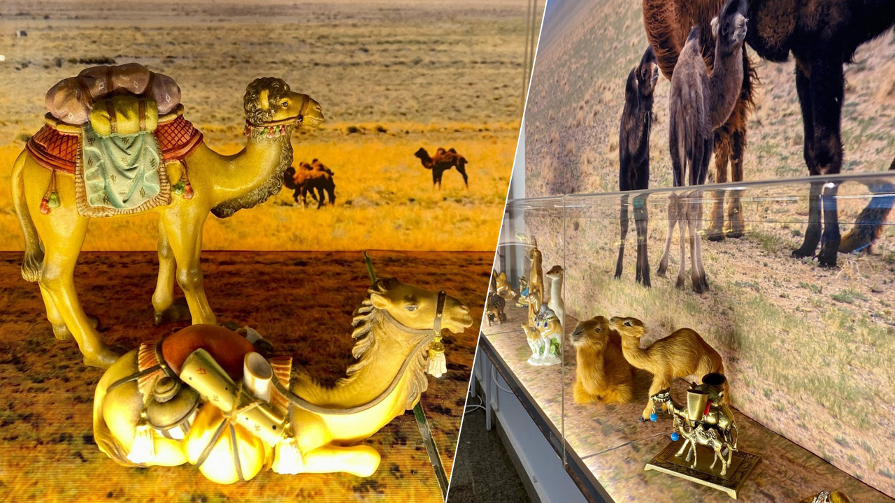На выставке ко Дню города в Челябинске представят 287 верблюдов