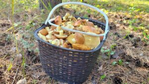 В Роспотребнадзоре Челябинской области рассказали, почему нельзя покупать грибы у дорог