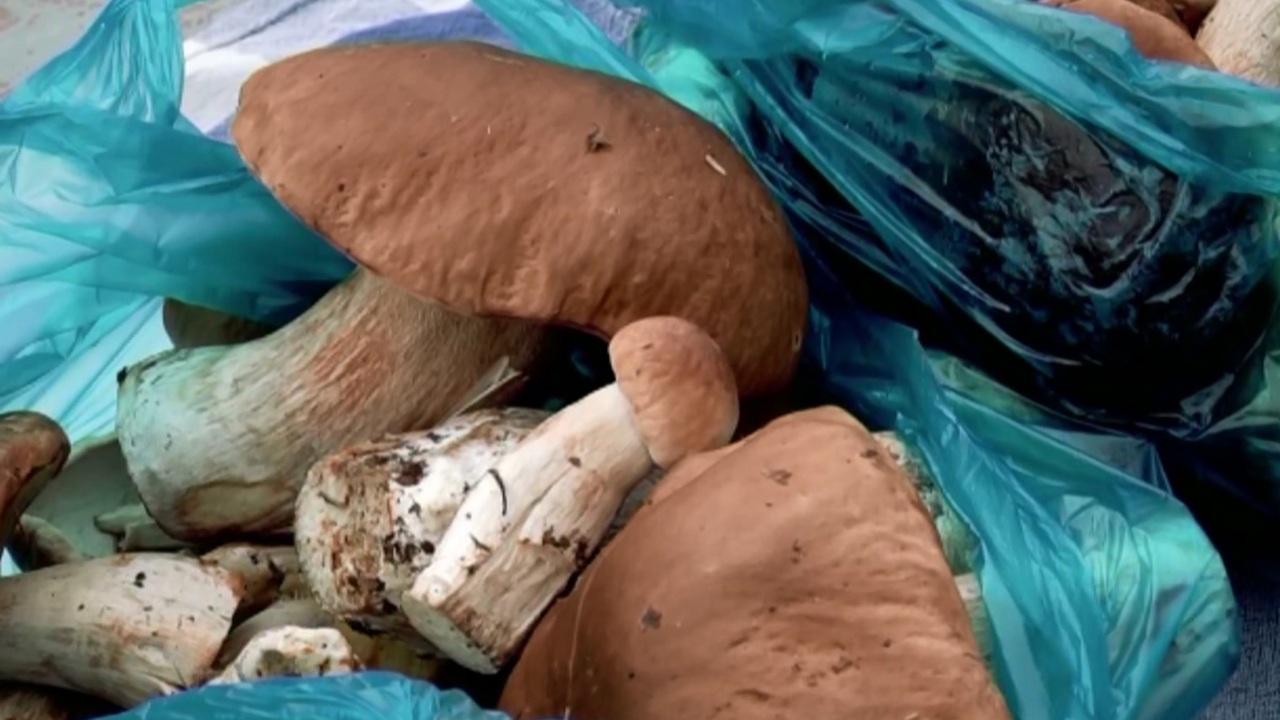 На Урале грибники теряются в лесу и попадают в реанимацию с отравлением