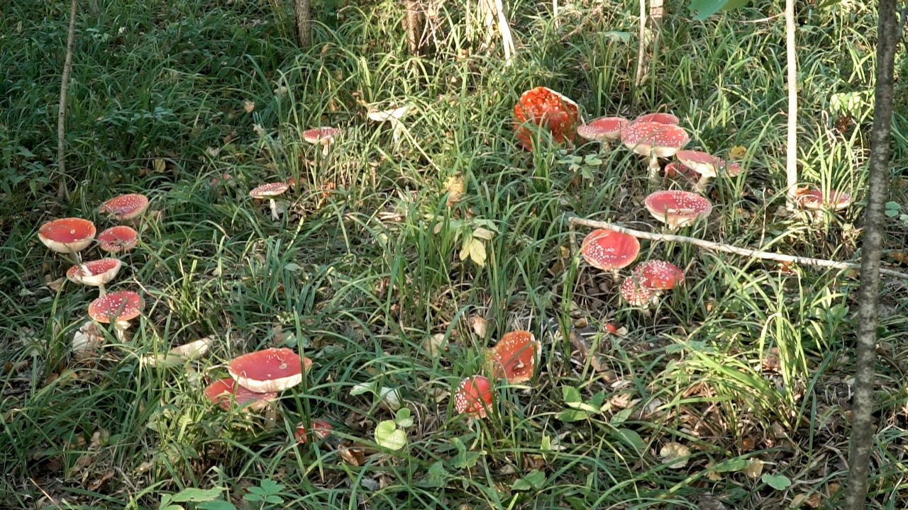 В Челябинской области нашли в лесах "Ведьмины круги"