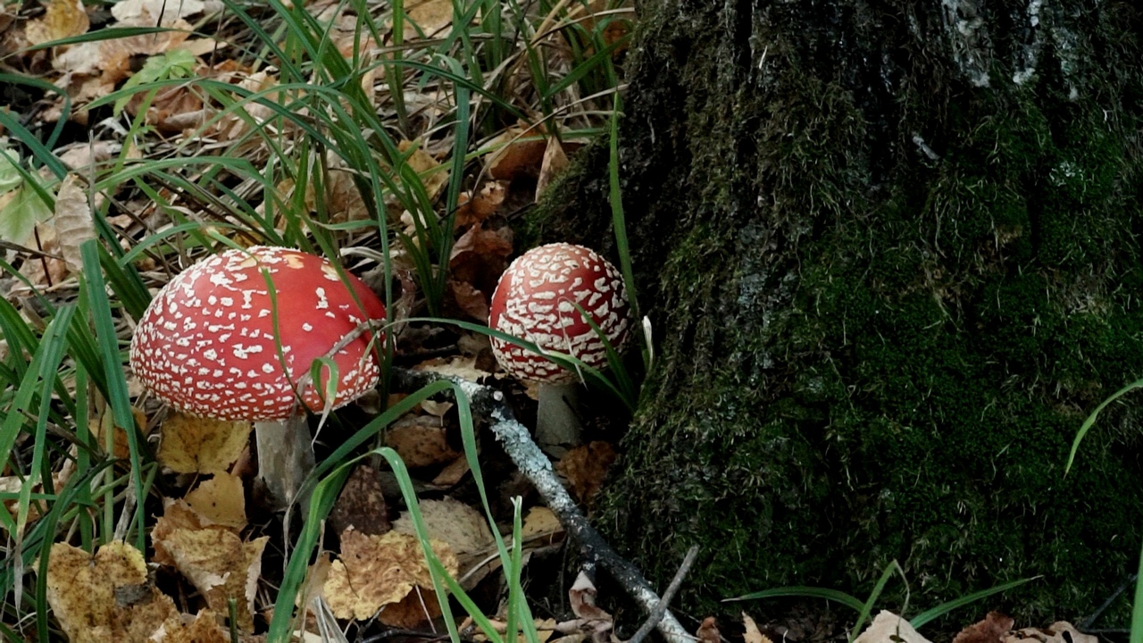 В Челябинской области нашли в лесах "Ведьмины круги"