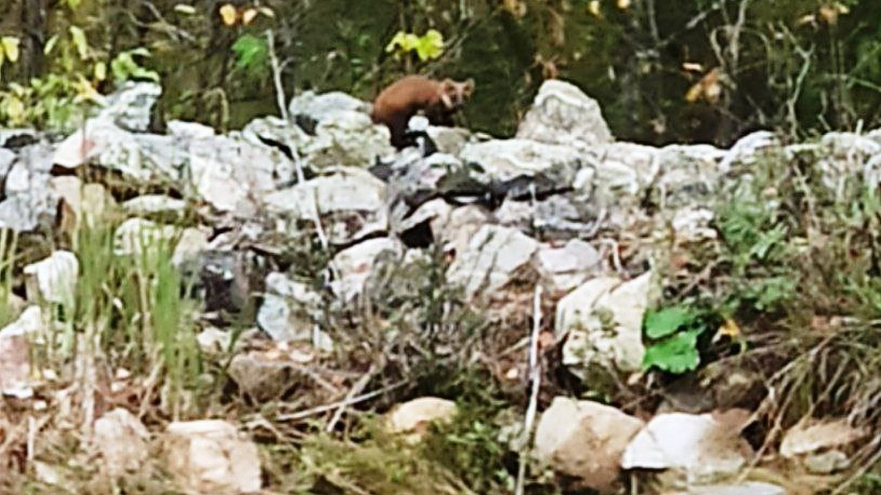 В горах Челябинской области заметили куницу за охотой на ягоды