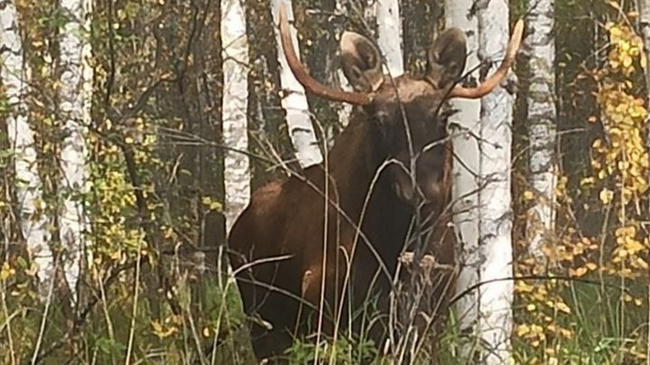 В горах Челябинской области заметили огромного лося