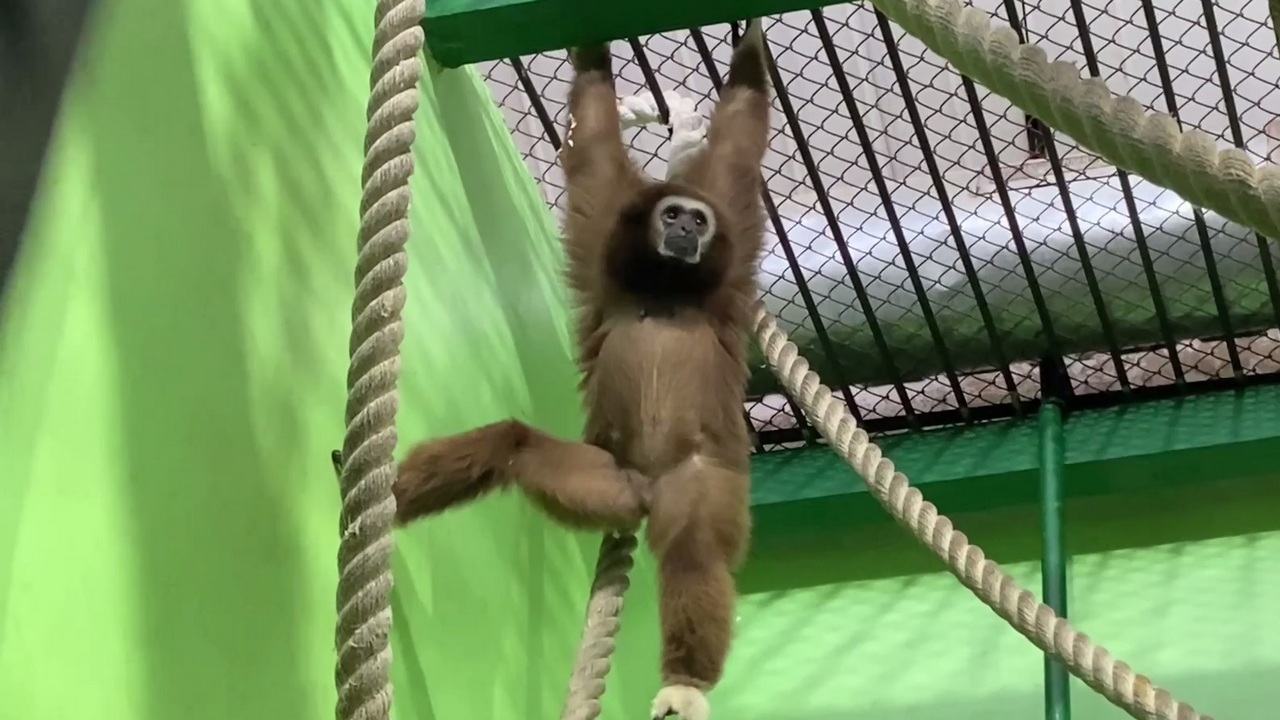 В челябинском зоопарке появилась обезьяна, которая умеет петь