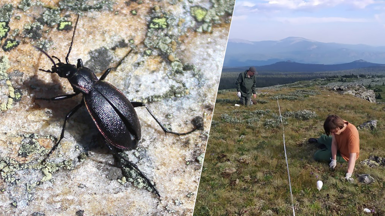 Реликт ледниковой эпохи: редкое насекомое заметили в Челябинской области