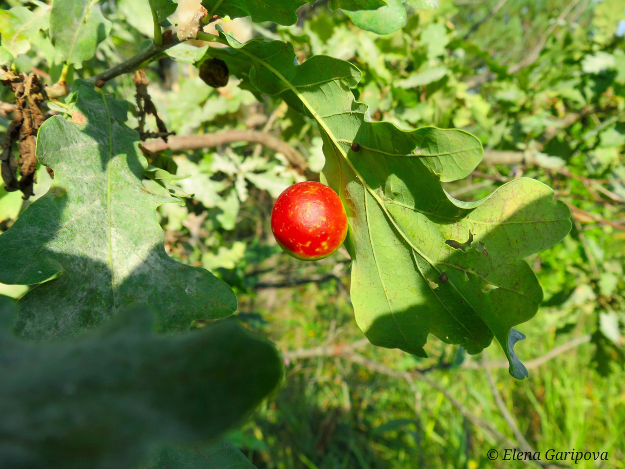 Дубовые "яблоки" заметили на деревьях в Челябинской области