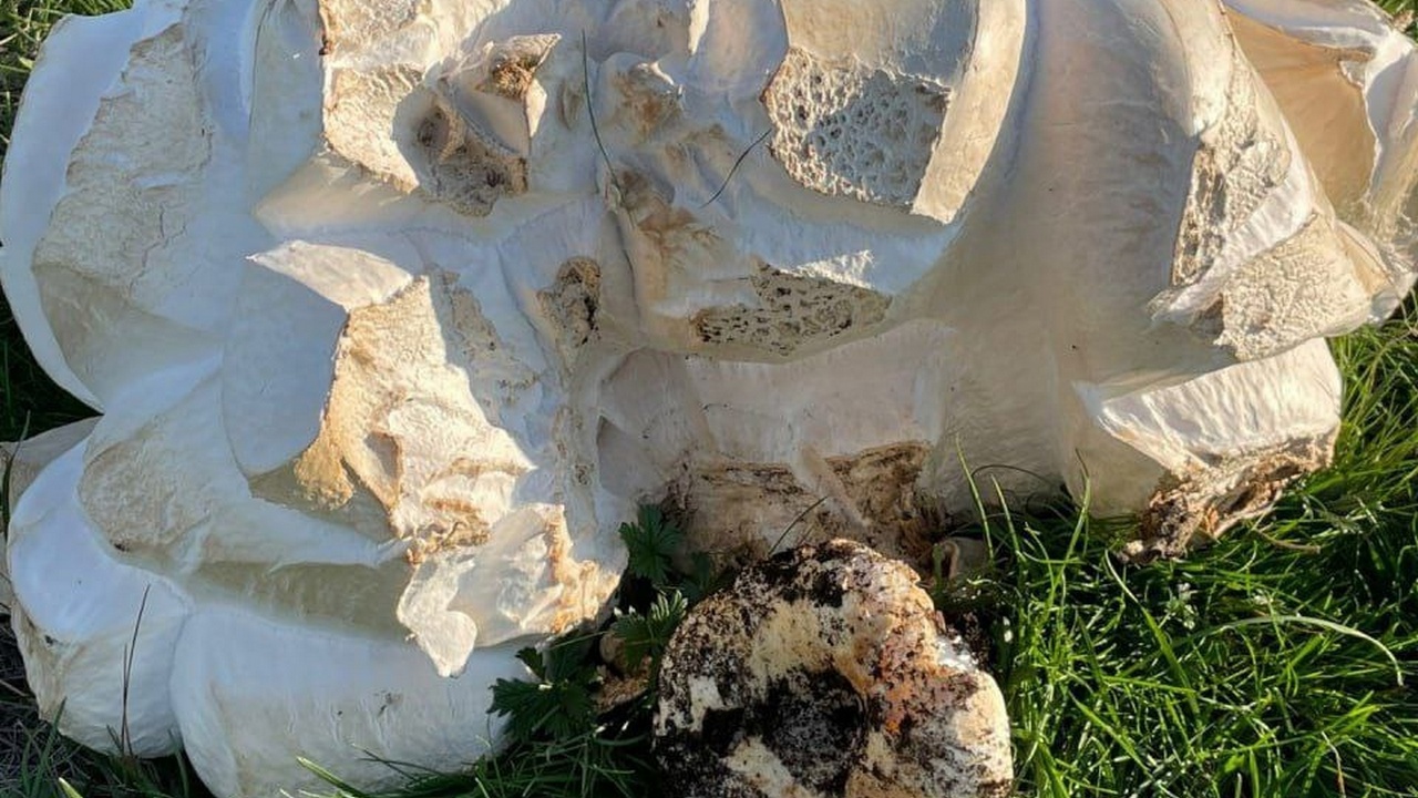 В Челябинской области грибник нашел шампиньон весом в 5 кг