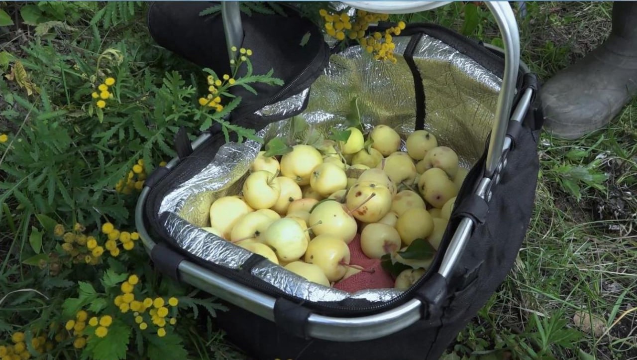 Гигантскую соковыжималку используют южноуральские садоводы для переработки урожая