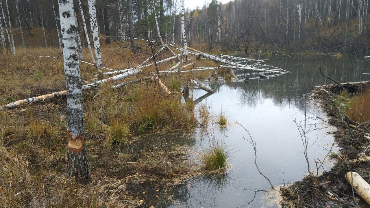 Бобры в Челябинской области начали готовить плотины и хатки к зиме