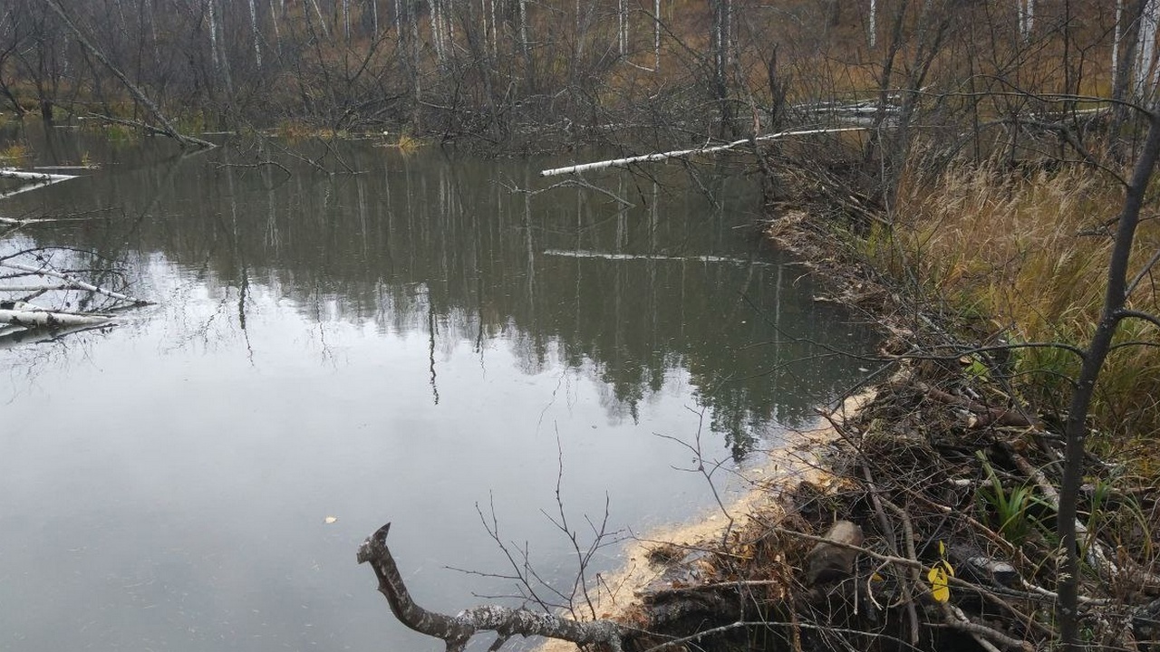 Бобры в Челябинской области начали готовить плотины и хатки к зиме