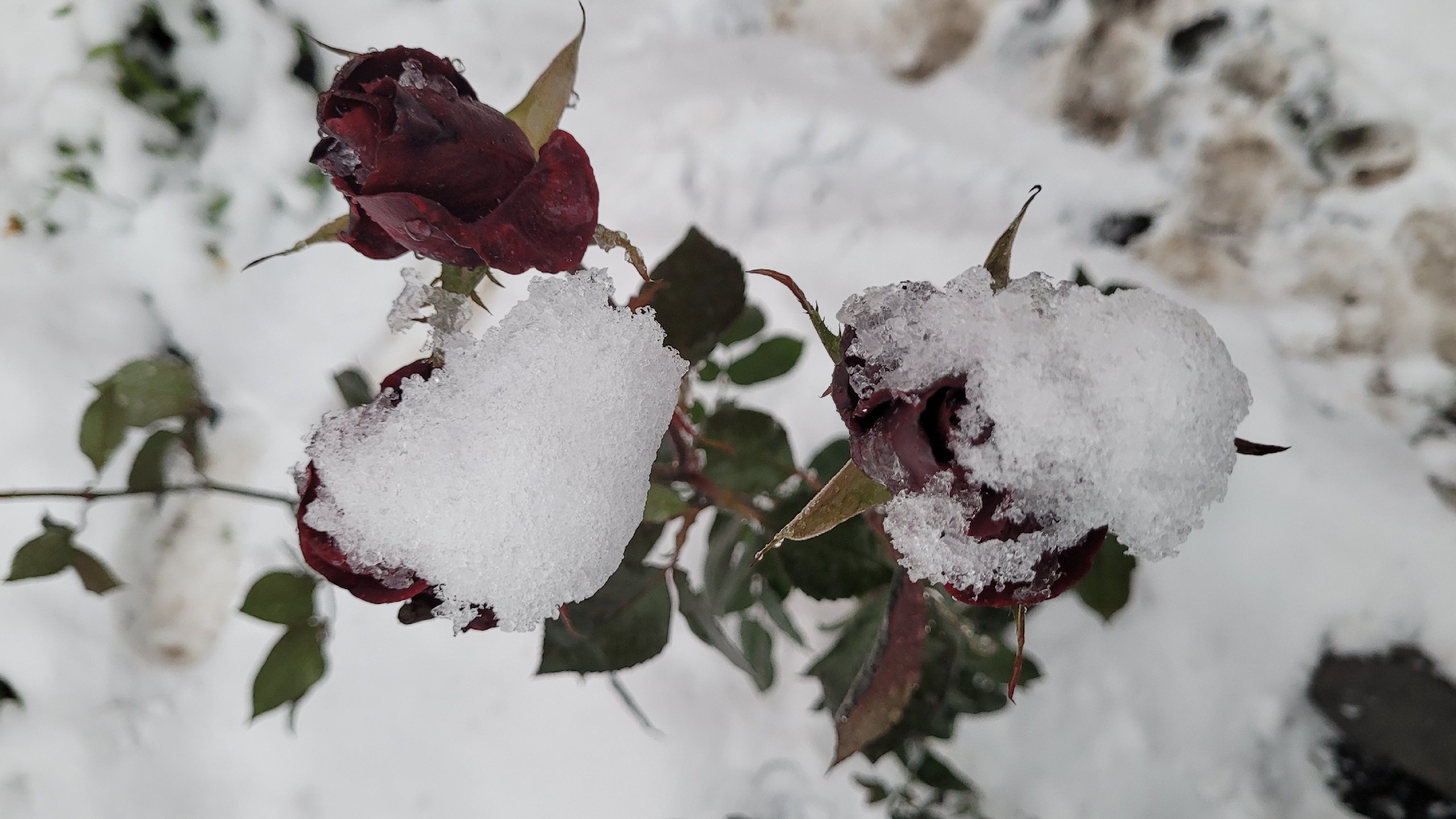 Штормовое предупреждение из-за снега и метелей объявили в Челябинской области
