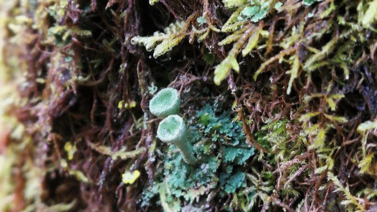 Загадочных обитателей горных лесов показали в нацпарке Челябинской области Загадочных обитателей горных лесов показали в нацпарке Челябинской области