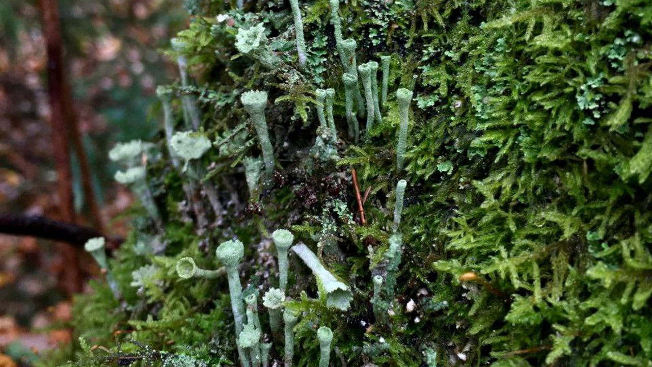 Загадочных обитателей горных лесов показали в нацпарке Челябинской области Загадочных обитателей горных лесов показали в нацпарке Челябинской области