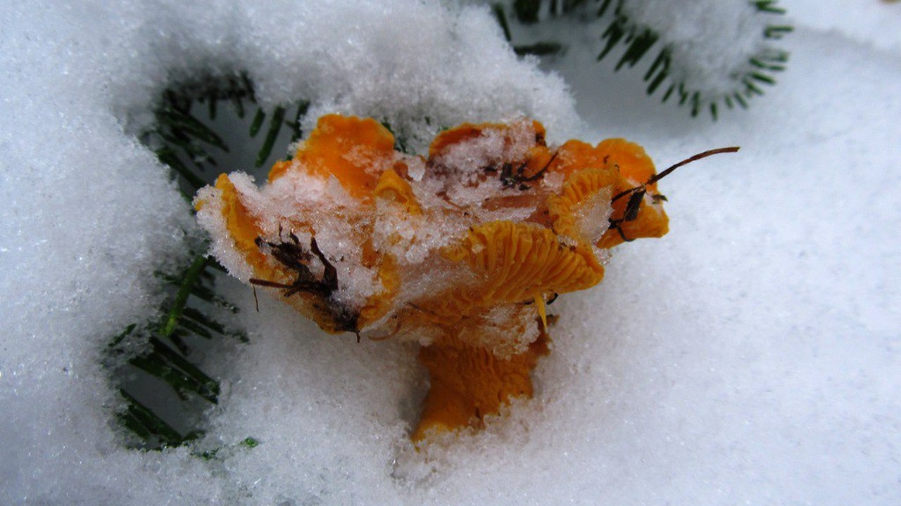 Съедобные грибы обнаружили под слоем снега в горах Челябинской области