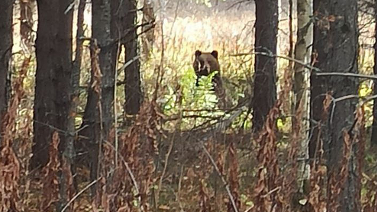 Голодного медведя заметили в нацпарке Челябинской области
