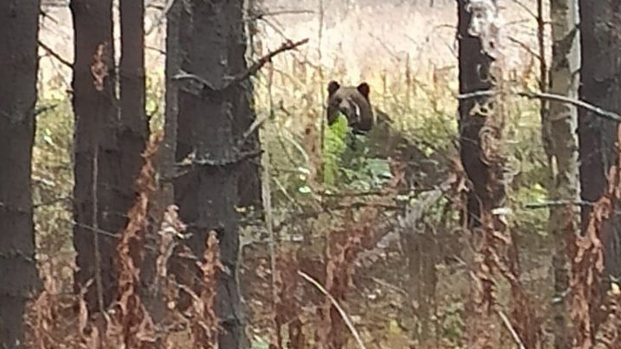 Голодного медведя заметили в нацпарке Челябинской области