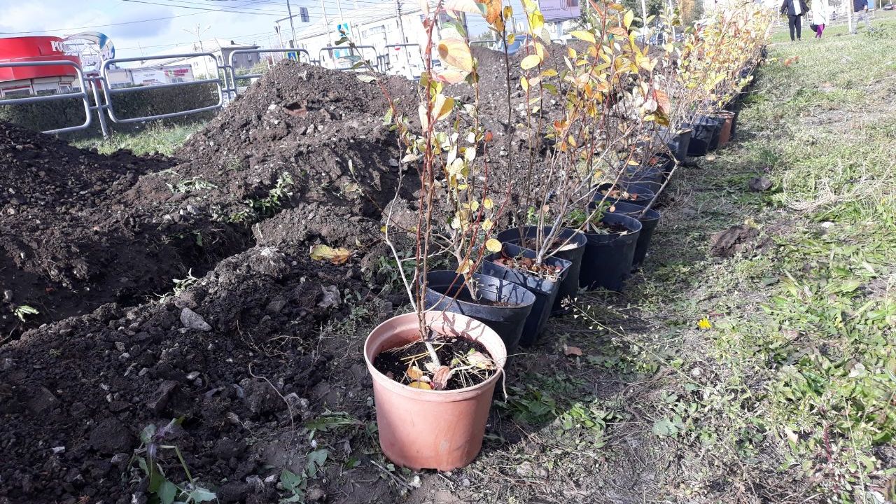 Более 12 тысяч деревьев и кустарников высадят в Магнитогорске Более 12 тысяч деревьев и кустарников высадят в Магнитогорске
