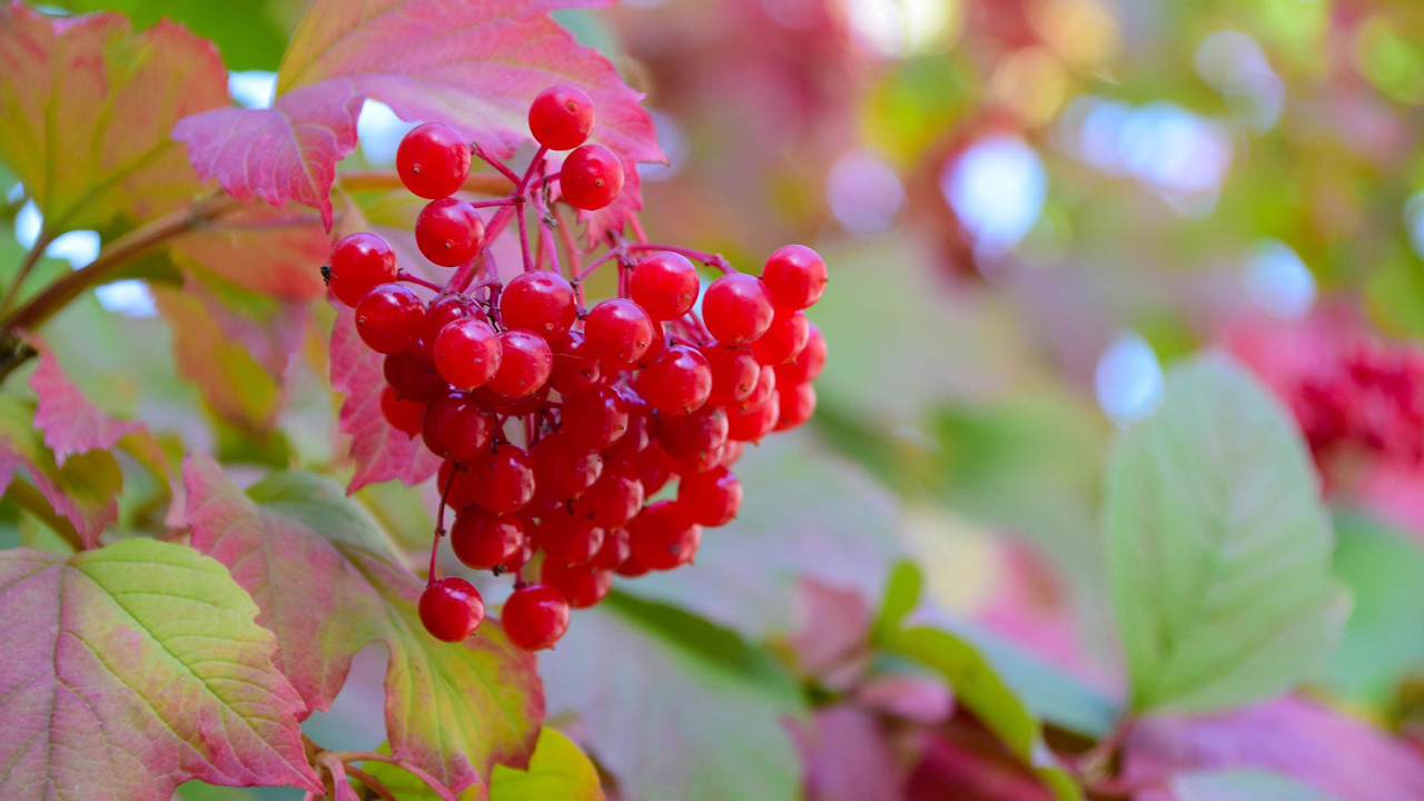 Аномальное тепло придет в Челябинскую область
