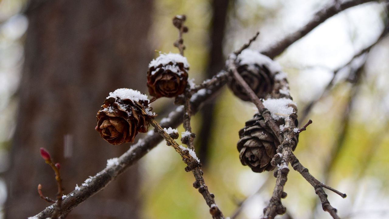 Мокрый снег, заморозки и порывистый ветер ожидаются в Челябинской области