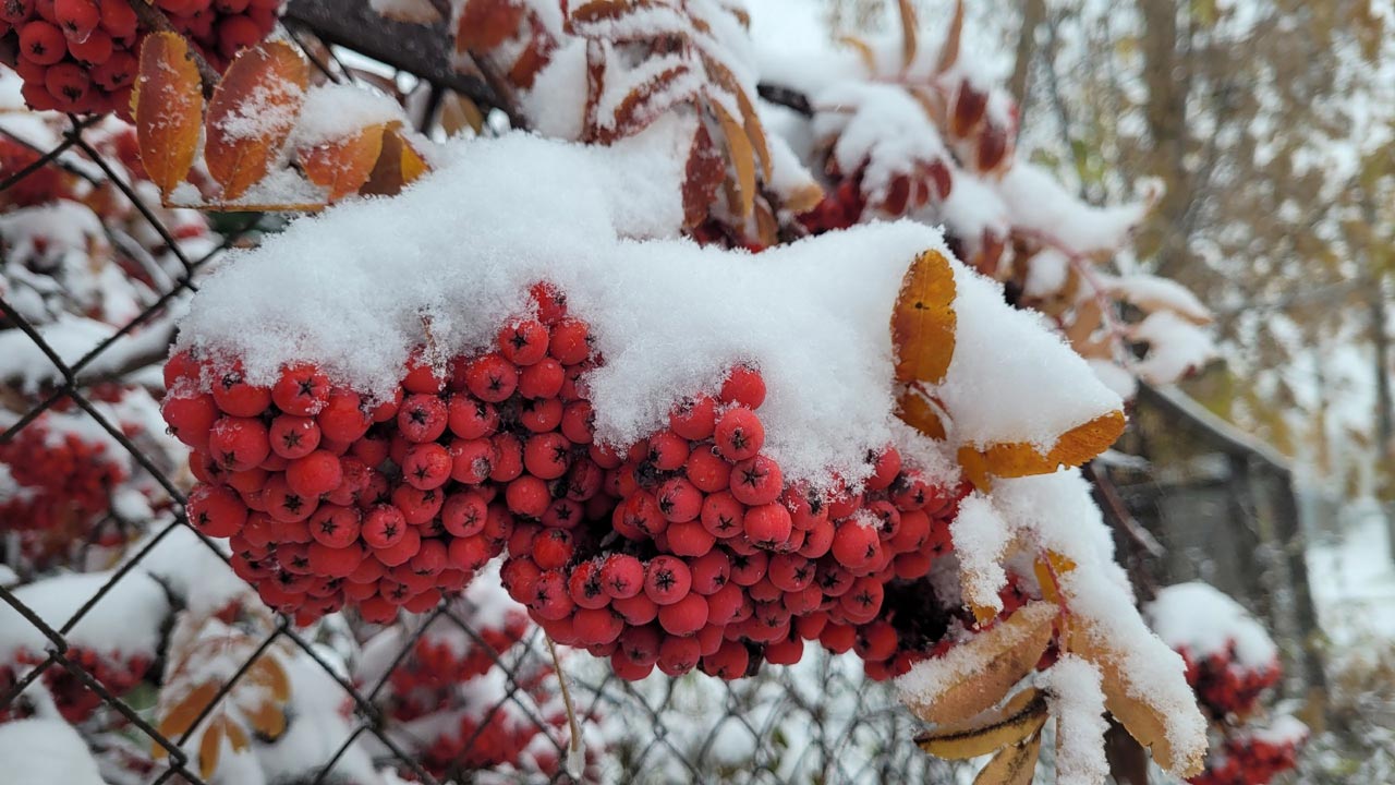 Новые снегопады прогнозируют в Челябинской области