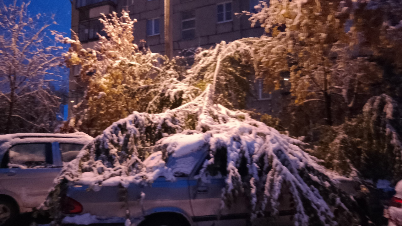 После первого снега на юге Челябинской области массово упали деревья