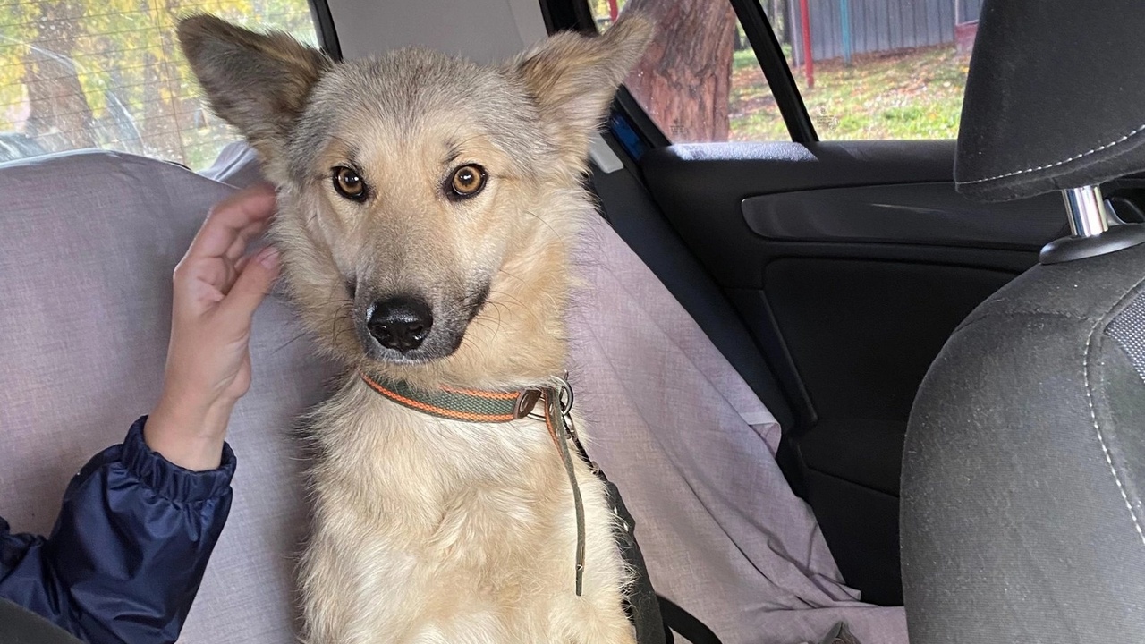 В Челябинской области собаке отрубили лапу и оставили умирать на улице