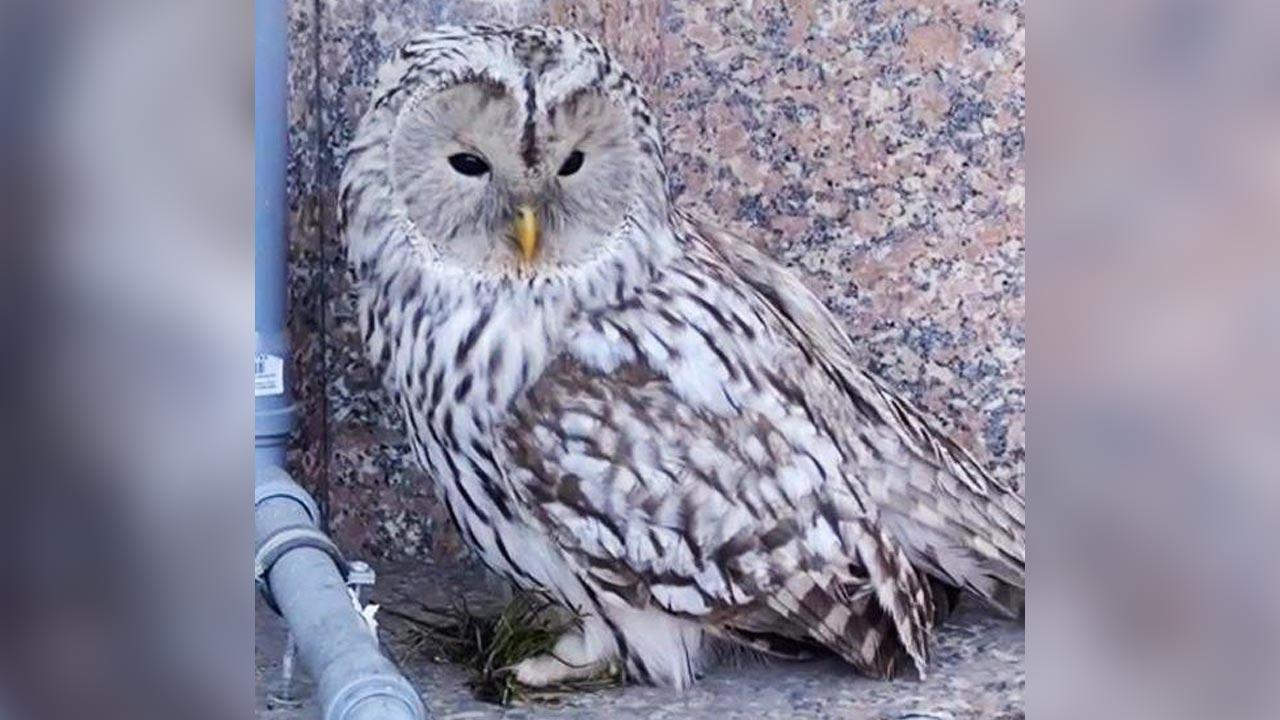 Школьницы спасли сову от стаи ворон в центре Челябинска