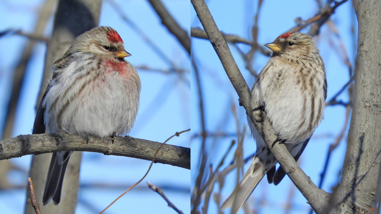 В Челябинской области заметили крохотных перелетных птиц в красных "шапочках"