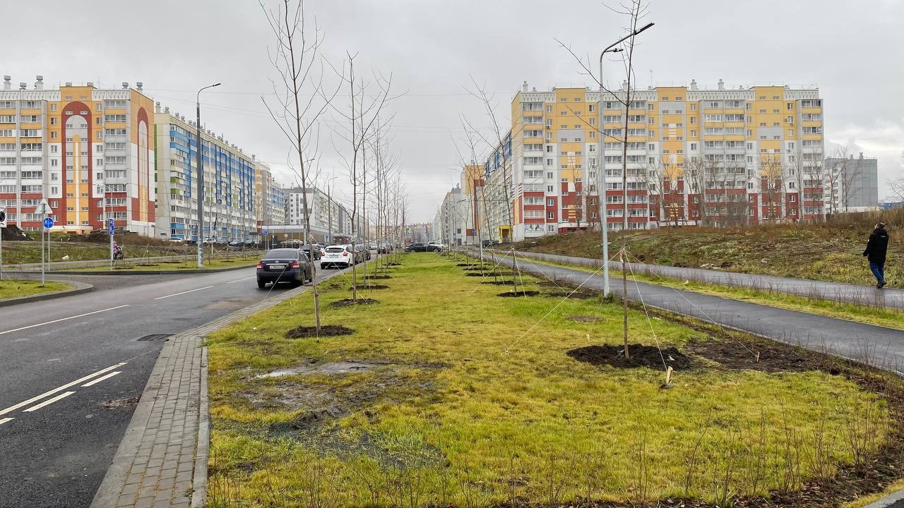 Зеленый Челябинск: сколько деревьев высадили в городе за сезон 