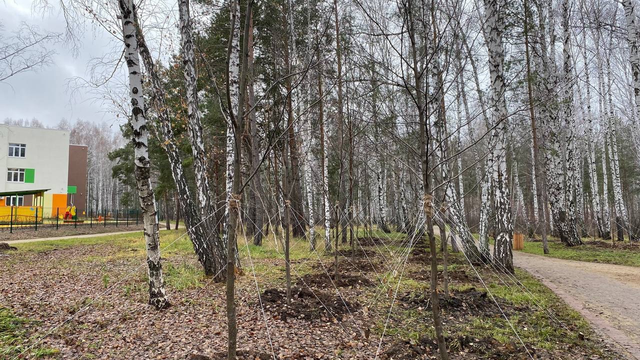 Зеленый Челябинск: сколько деревьев высадили в городе за сезон 