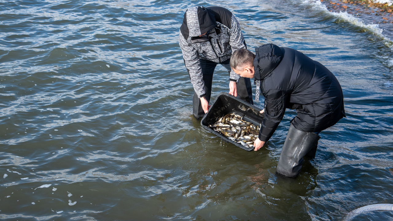 В озера и водохранилища Челябинской области выпустили 600 тысяч рыб