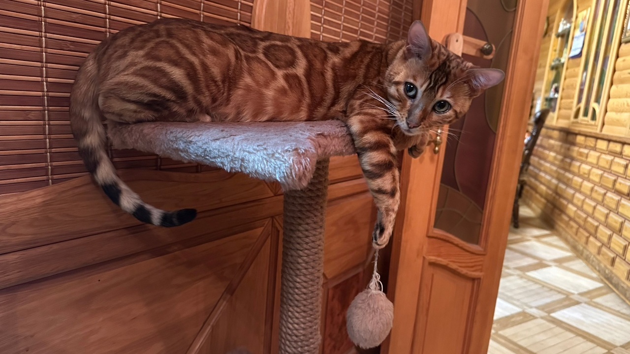 В Челябинской области компания решила принять на работу котов