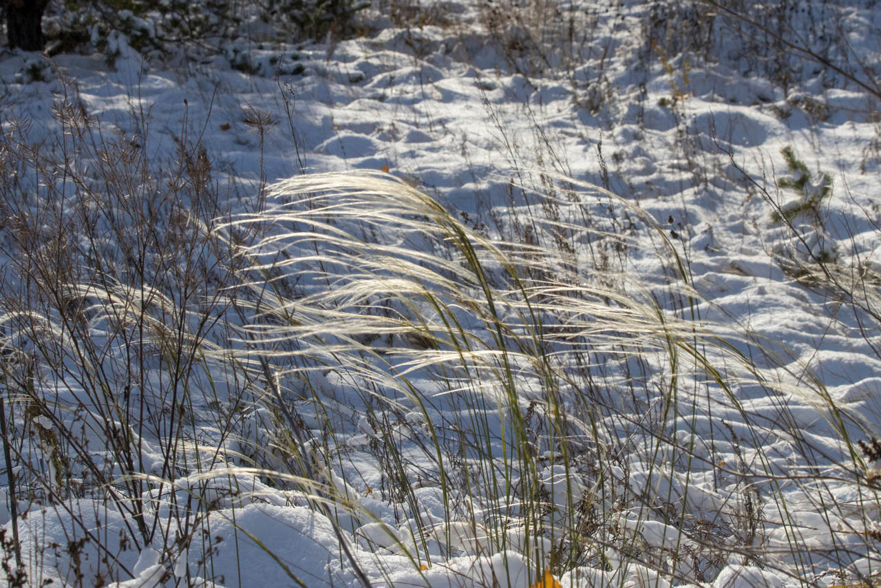 Как цветет ковыль среди снега, показали в Челябинской области
