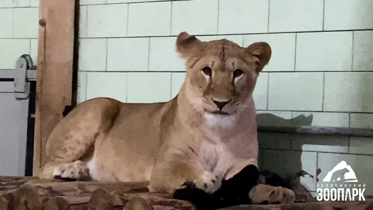 Львы в зоопарке Челябинска выяснили, кто в семье главный 