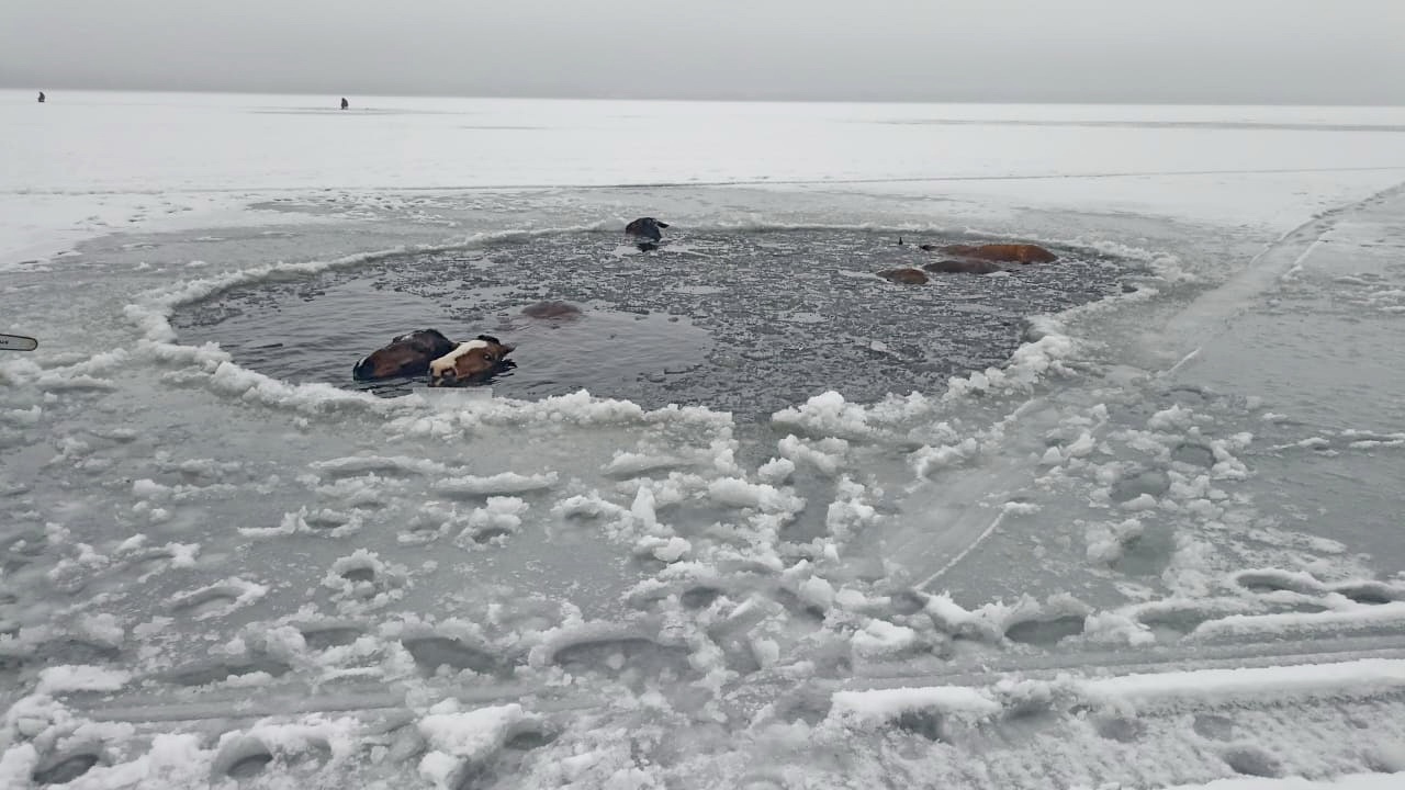 Лошади провалились под лед на озере в Челябинской области Лошади провалились под лед на озере в Челябинской области