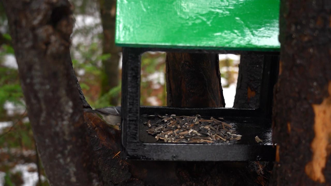 Сотни килограммов семечек: как подкармливают птиц в нацпарке "Таганай"