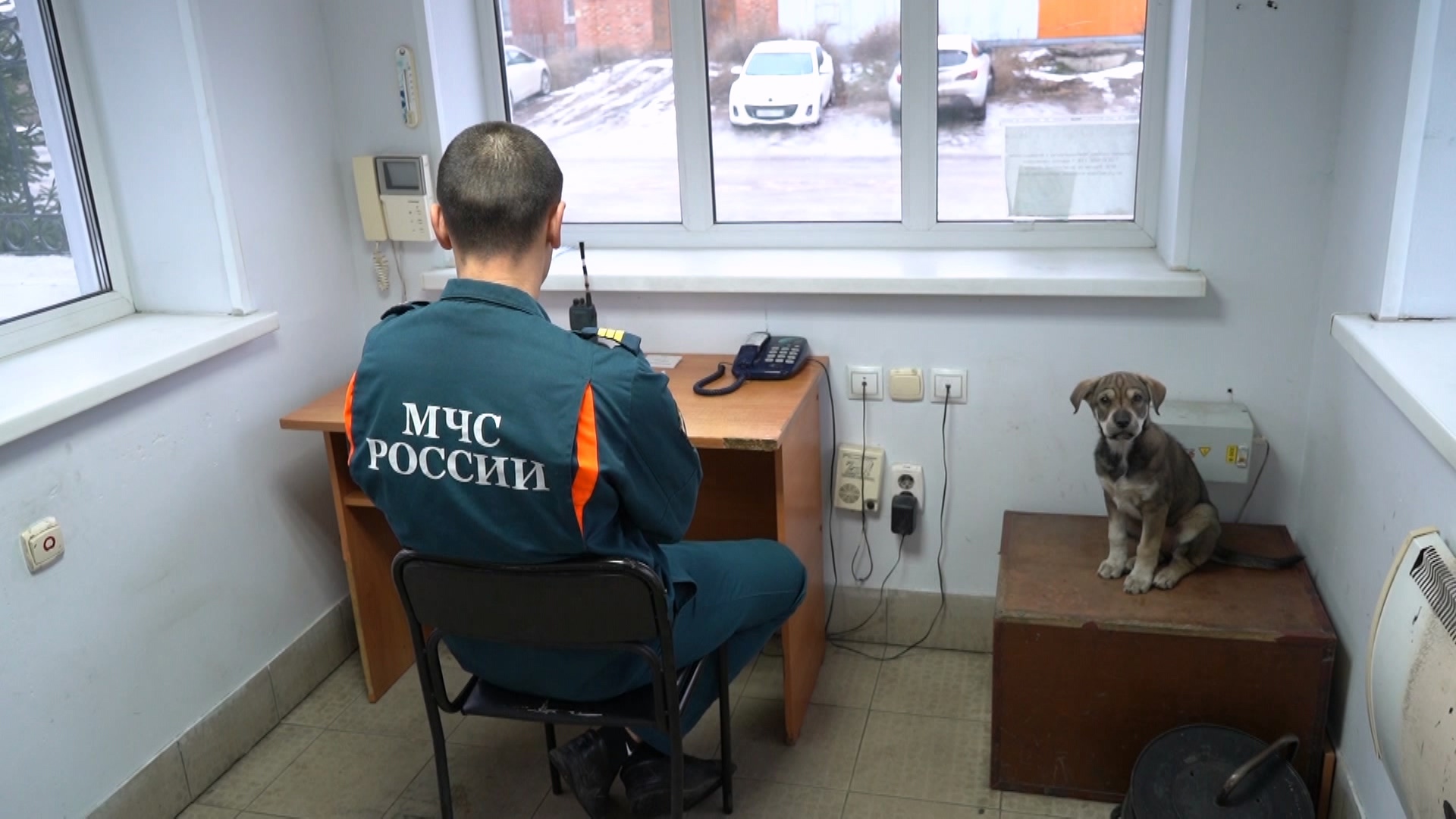 Четвероногий напарник: в Челябинской области дворнягу взяли на службу в МЧС