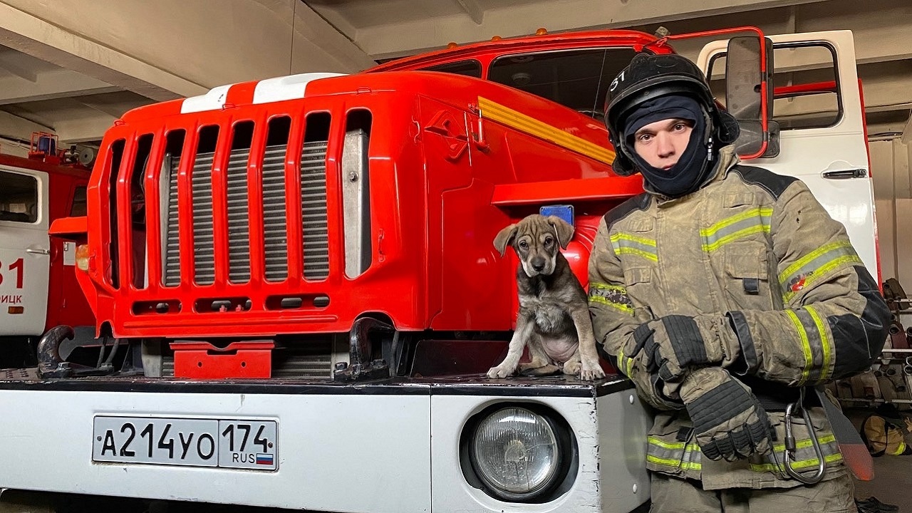 Собаку приняли в ряды пожарных в Челябинской области