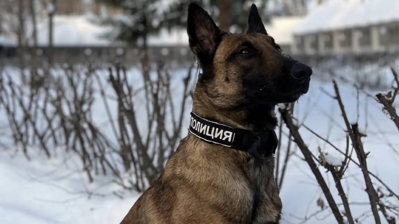 Распознает взрывчатку и оружие: на работу в МВД Челябинска взяли собаку-сыщика