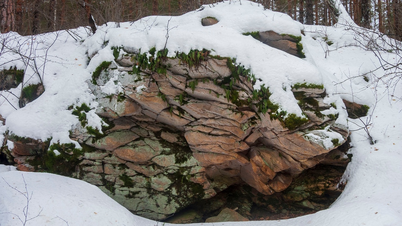 В зимнем бору Челябинской области нашли "вечнозеленый" сладкий папоротник