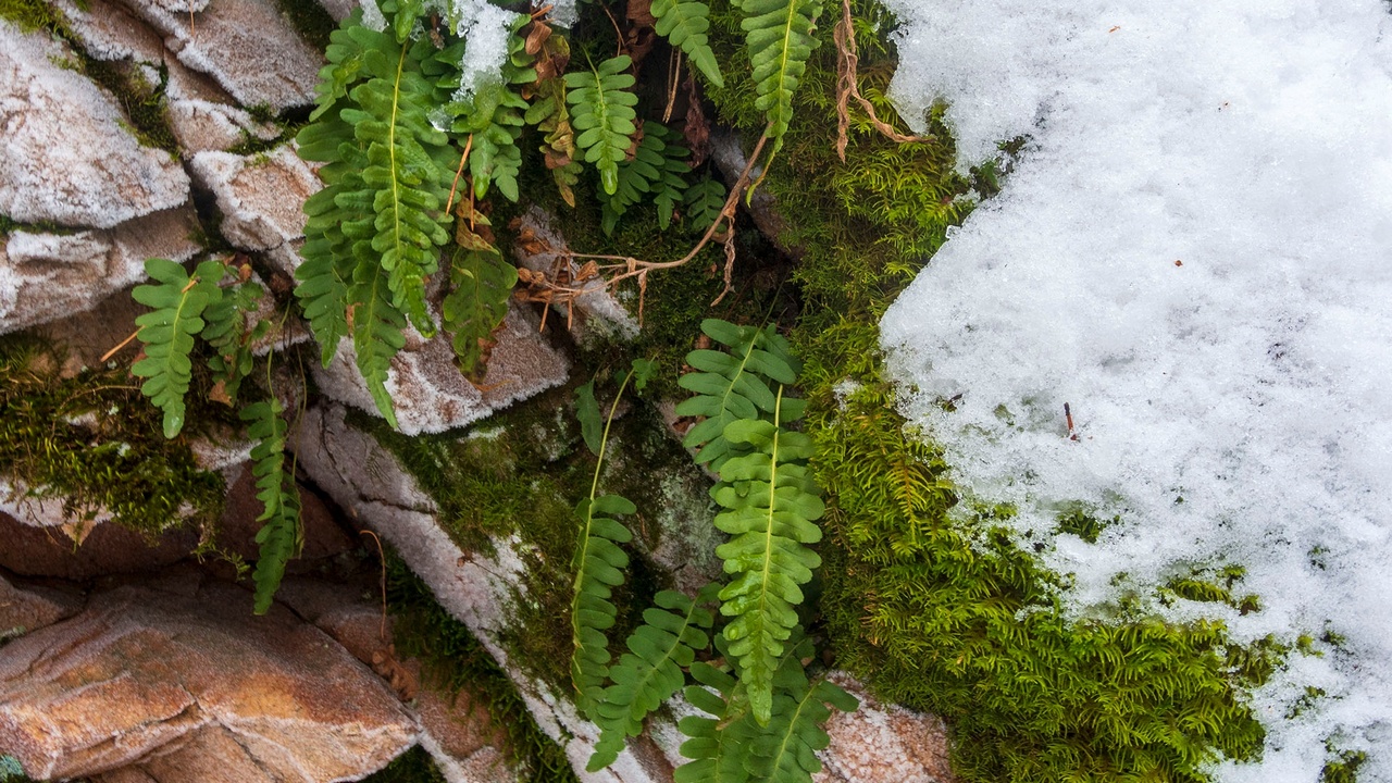 В зимнем бору Челябинской области нашли "вечнозеленый" сладкий папоротник
