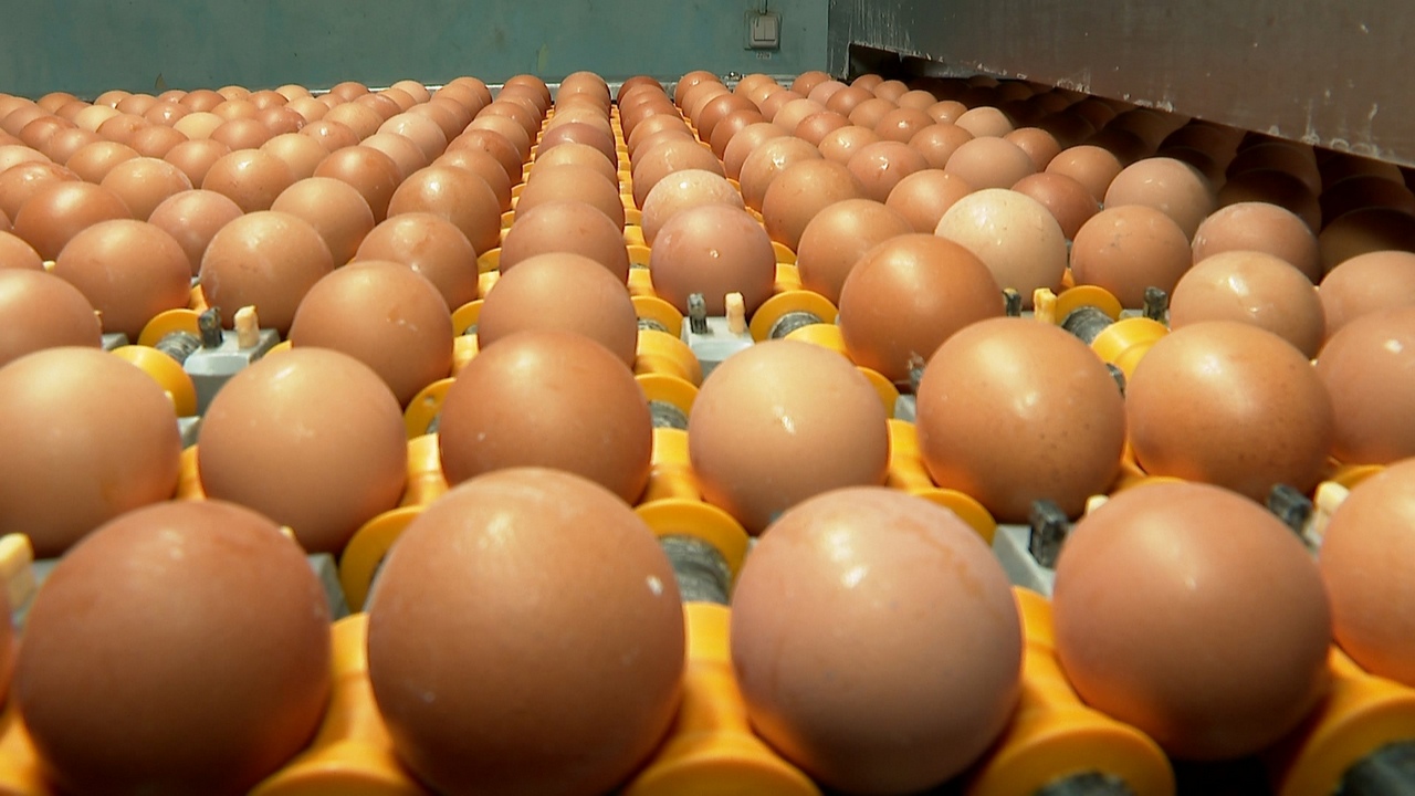 На птицефабрику в Челябинской области привезут инкубационные яйца из 5 стран