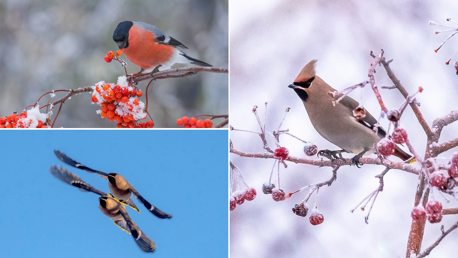 Больше 70 видов птиц зимуют на Урале: ученые приступили к наблюдению за пернатыми