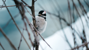 Спасти от смерти: как подкармливать птиц в морозы, рассказали в Челябинске