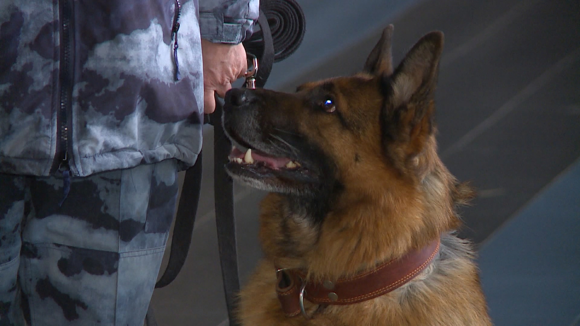 Собака-ОМОНовец отвечает за безопасность массовых мероприятий в Магнитогорске
