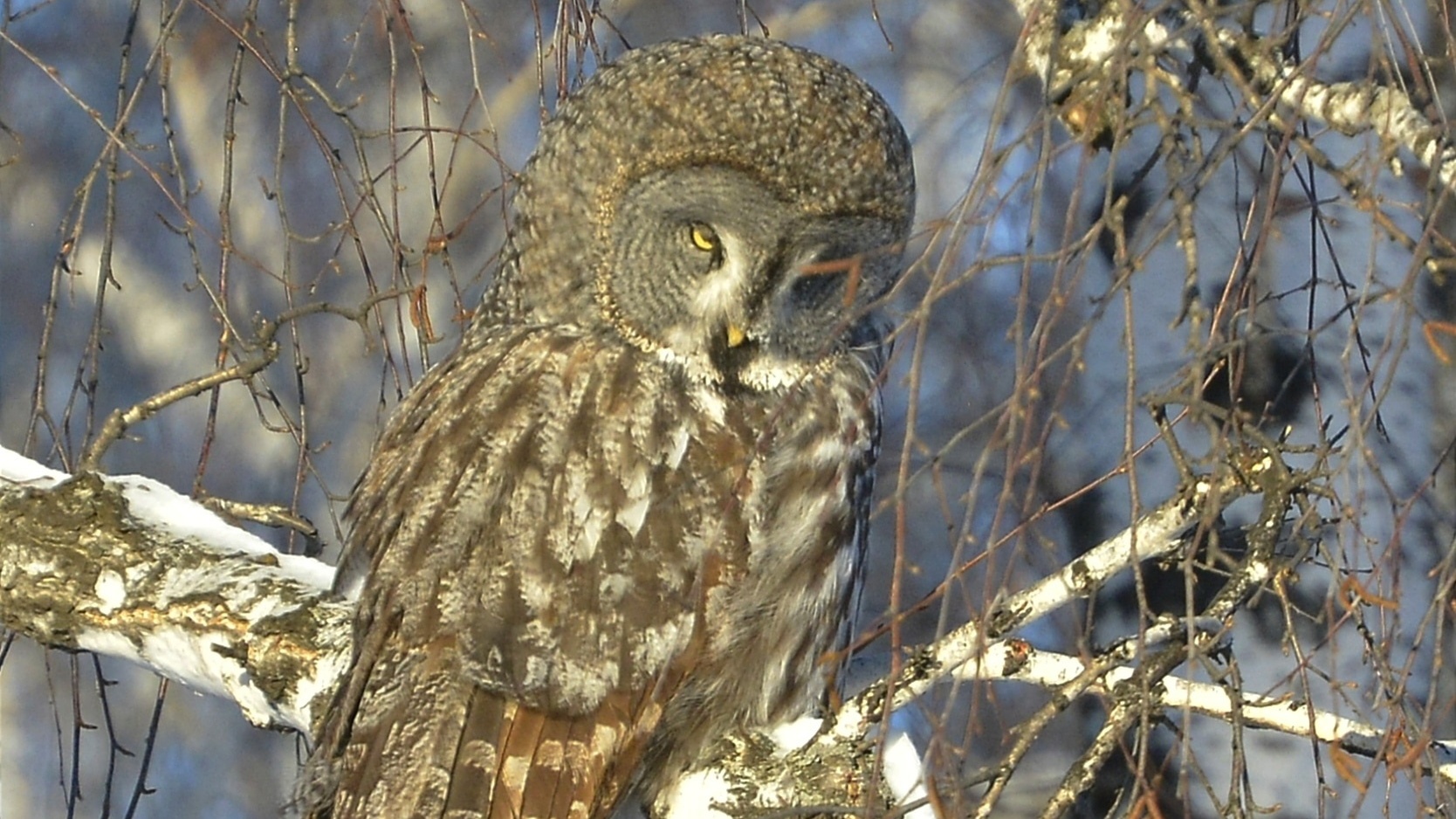 Скрытную птицу-долгожителя удалось снять на видео в Челябинской области Скрытную птицу-долгожителя удалось снять на видео в Челябинской области