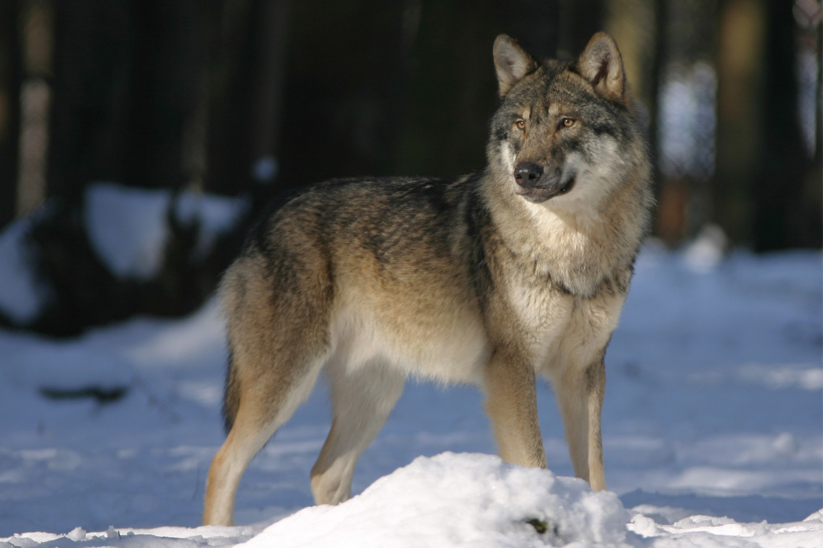 Волк напугал жителей Челябинской области: хищника заметили рядом с поселком 