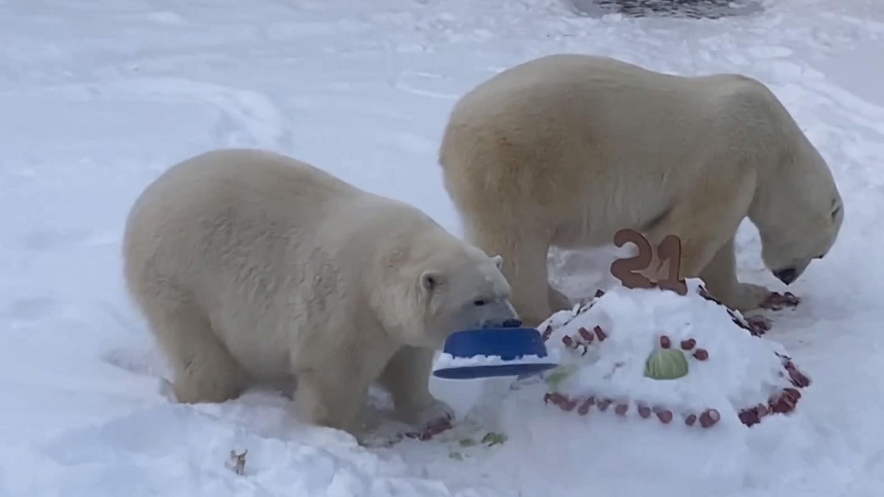 В челябинском зоопарке показали, как некоторые животные радуются морозам