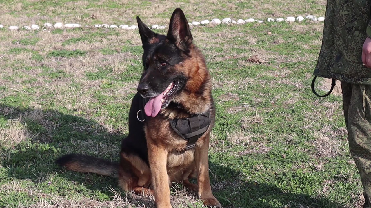 Ищут взрывчатку по запаху: тренировку с собаками провели военные ЦВО в Таджикистане