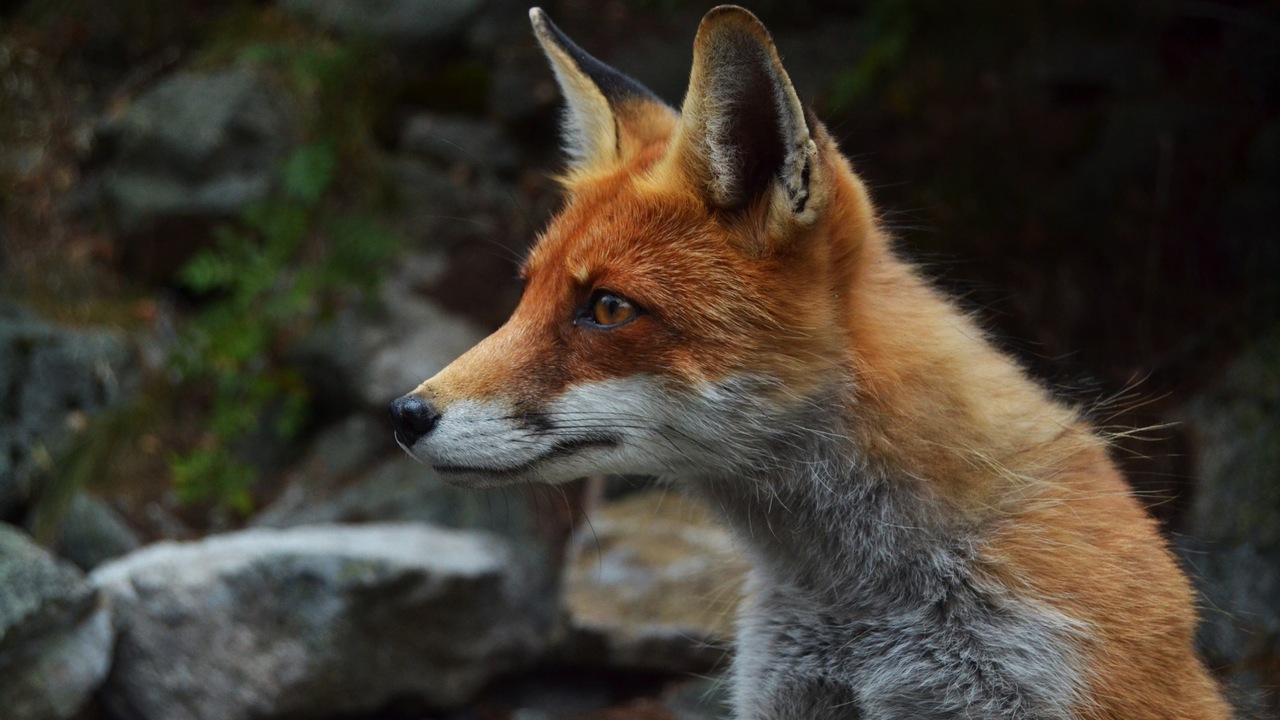 В Озерске ищут агрессивную лису, которая покусала несколько человек